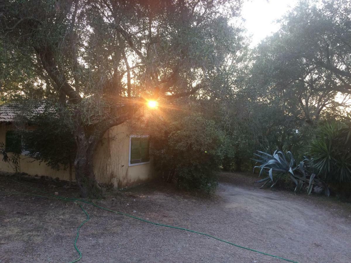 Ágios IoánnisHouse In The Olive Gardenアパートメント エクステリア 写真