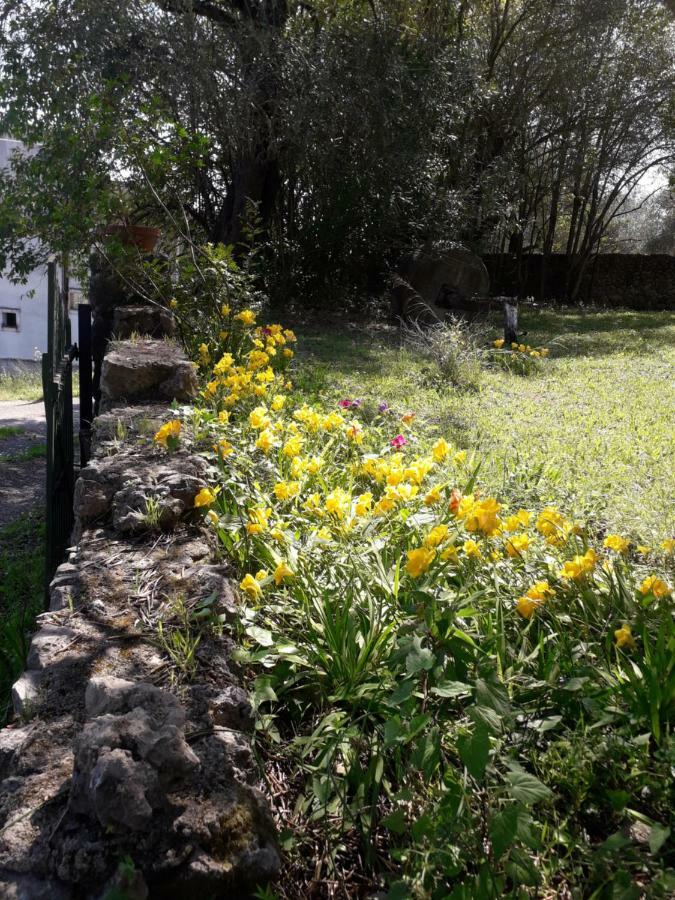 Ágios IoánnisHouse In The Olive Gardenアパートメント エクステリア 写真