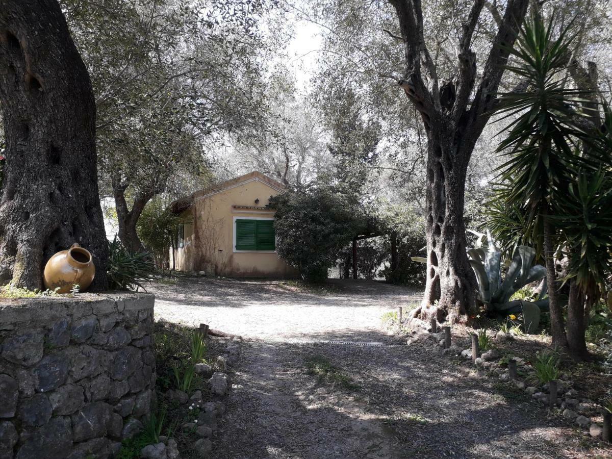 Ágios IoánnisHouse In The Olive Gardenアパートメント エクステリア 写真